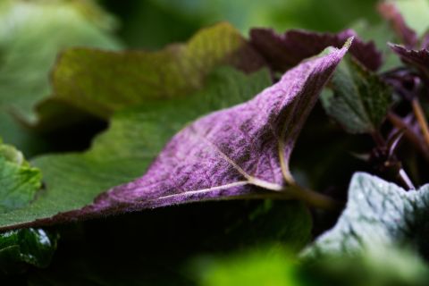 Detail blad groen paars